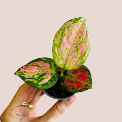 Aglaonema Rich Red