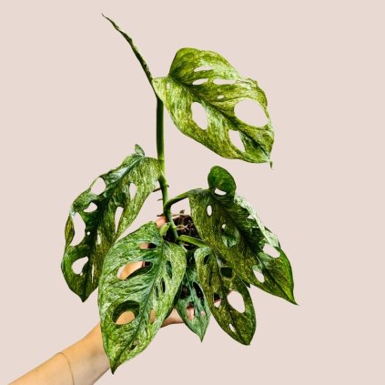 Monstera adansonii Mint