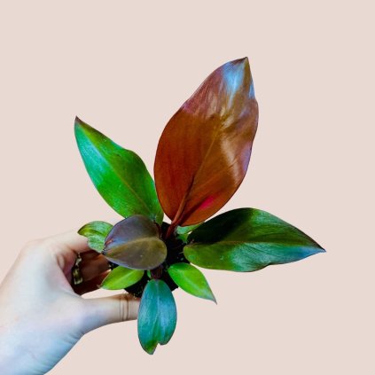 Philodendron McColley's Finale