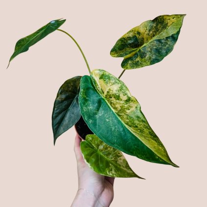 Alocasia wentii aurea variegata