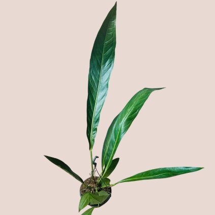 Anthurium Big Bill