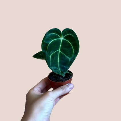 Anthurium luxurians x radicans