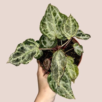 Anthurium Silver Blush Mint