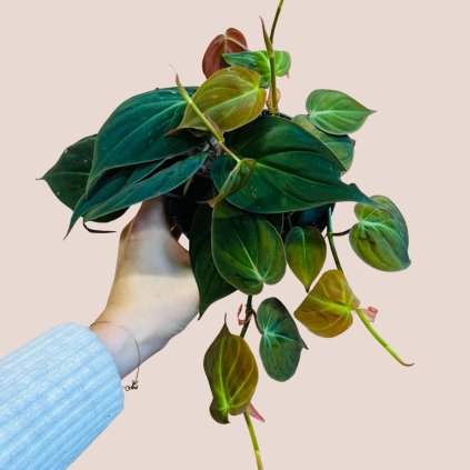 Philodendron scandens Micans