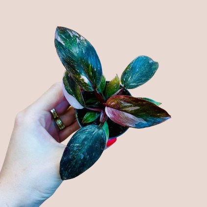 Philodendron Pink Princess Marble