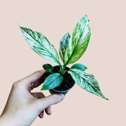 Spathiphyllum sensation variegata