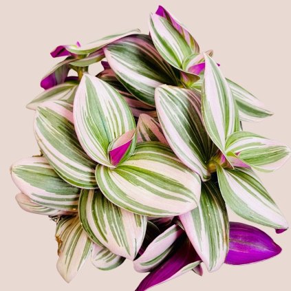 Tradescantia albiflora Nanouk