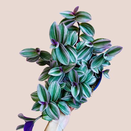 Tradescantia albiflora Nanouk veľká