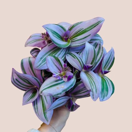 Tradescantia albiflora Nanouk