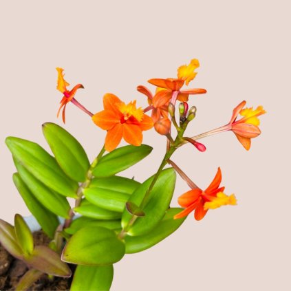 Epidendrum