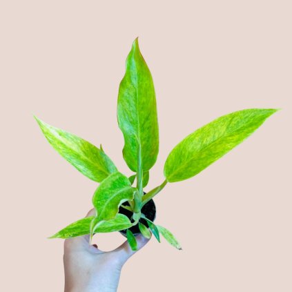 Philodendron Calkin Gold