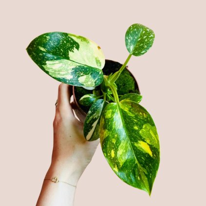 Philodendron Green Congo variegata