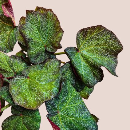 Begonia leaf Boomer veľká
