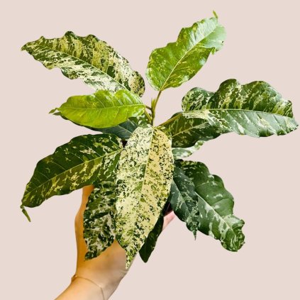 Ficus aspera Snowstorm