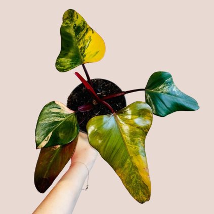 Philodendron Strawberry Shake