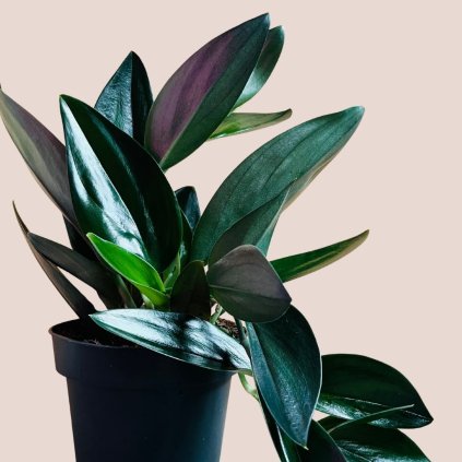 Scindapsus Silver Hero