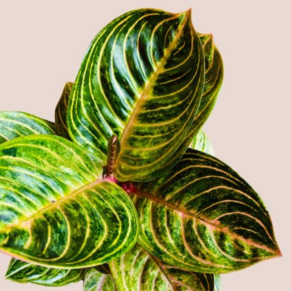 Aglaonema Tourmaline Gold