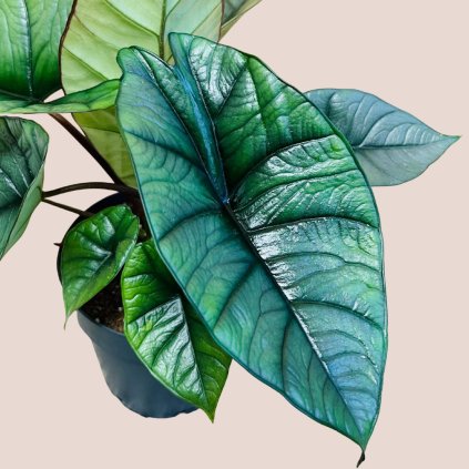 Alocasia platinum