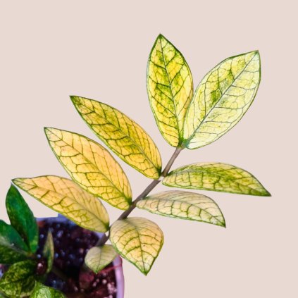 Zamioculcas zamiifolia Chameleon