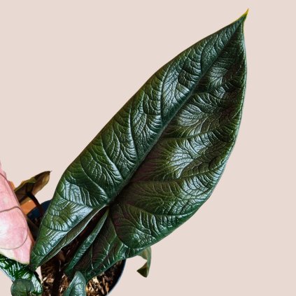 Alocasia scalprum