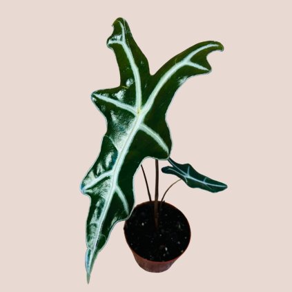 Alocasia sanderiana Nobilis