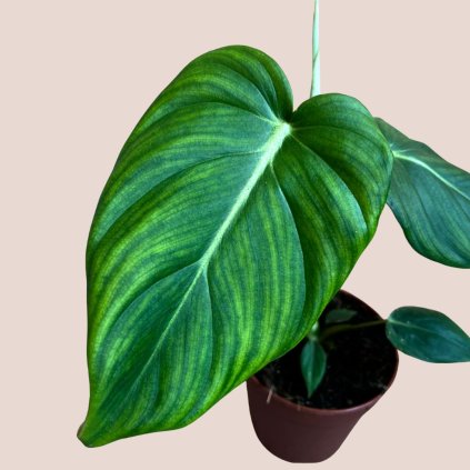 Philodendron pastazanum