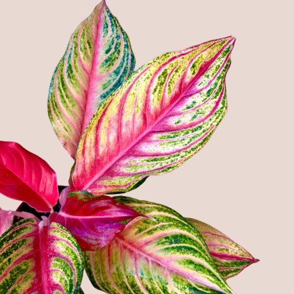 Aglaonema Siam Violet