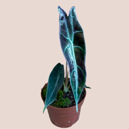 Alocasia longiloba Purple