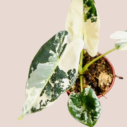 Alocasia micholitziana Frydek variegata