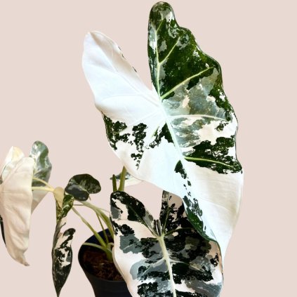 Alocasia micholitziana Frydek variegata veľká