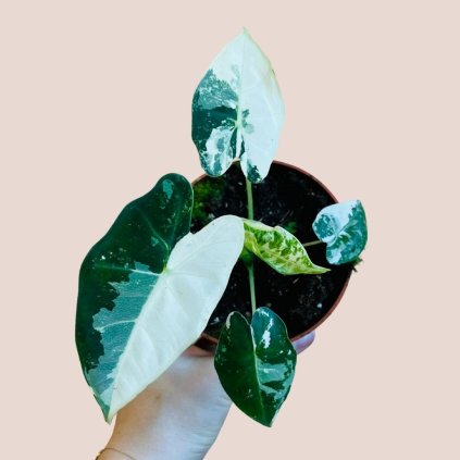 Alocasia micholitziana Frydek variegata