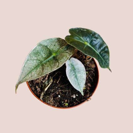 Alocasia Polly variegata
