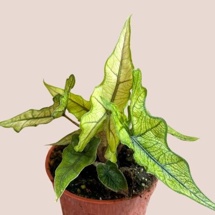 Alocasia sp. Jacklyn "Ghost"