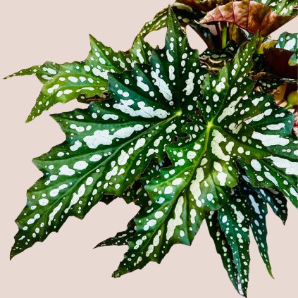 Begonia maculata Wightii