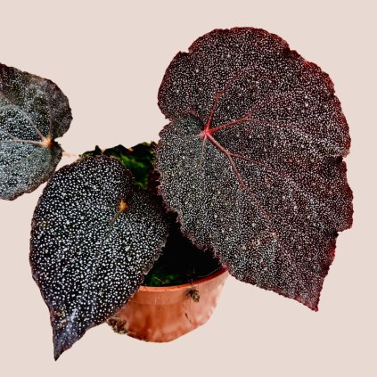 Begonia taconite