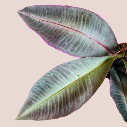 Labisia pumila