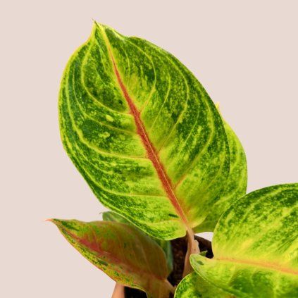Aglaonema Iguana Red
