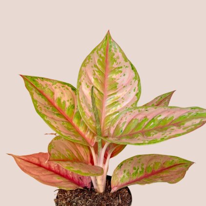 Aglaonema Pastella