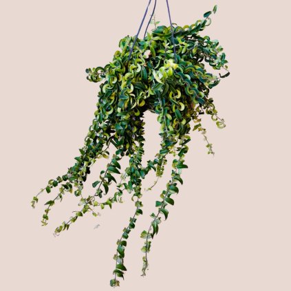 Aeschynanthus Twister