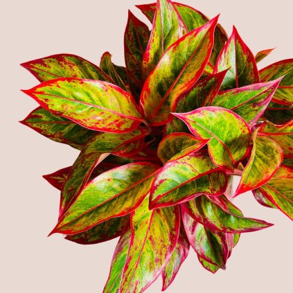 Aglaonema Jungle Lava veľká