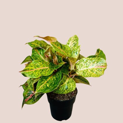 Aglaonema Samba Red veľká
