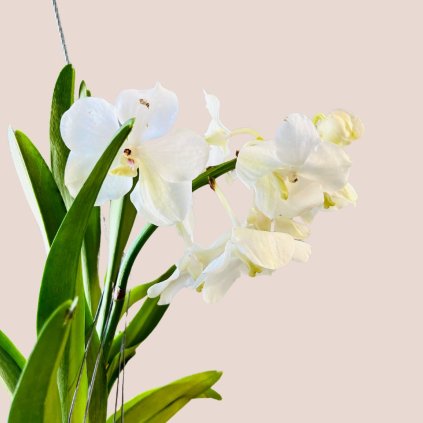 Vanda - biela