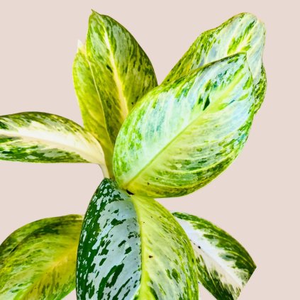 Aglaonema Arctic Lime