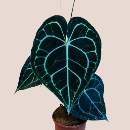 Anthurium clarinervium
