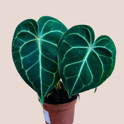Anthurium clarinervium