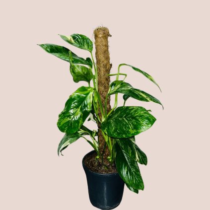 Monstera lechleriana variegata veľká