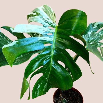 Monstera deliciosa albo variegata