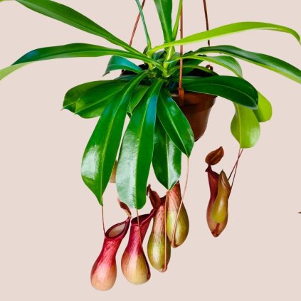 Nepenthes alata veľký