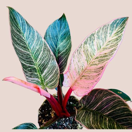 Philodendron erubescens Pink Birkin