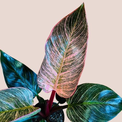 Philodendron Pink Birkin veľký